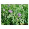 紫花苜蓿种子全年≥10℃积温1700℃以上紫花苜蓿种子