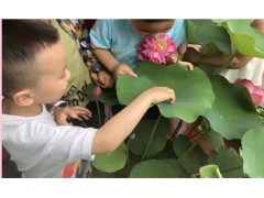 苏州少儿暑假夏令营赏千亩荷花人与自然探索体验营活动拓展报名中图2