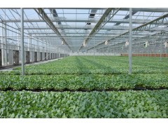上海蔬菜配送公司 食堂生鲜食材配送平台-上海中腾食品公司图3